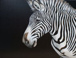Zebra on Black